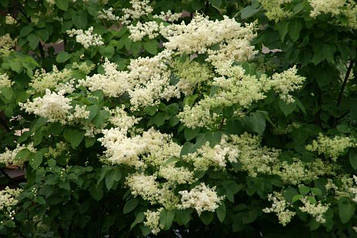 Бузок Амурська