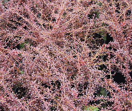 Барбарис Тунберга Red Dream 3 річний, Барбарис тунберга Ред Дрім, Berberis thunbergii Red Dream, фото 5