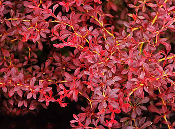 Барбарис Тунберга Red Dream 3 річний, Барбарис тунберга Ред Дрім, Berberis thunbergii Red Dream, фото 1