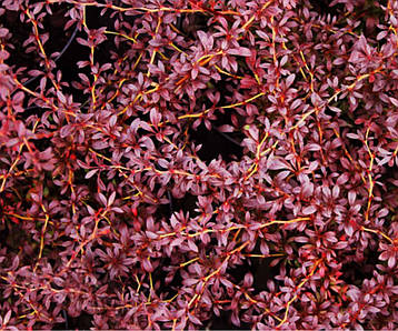 Барбарис Тунберга Red Dream 3 річний, Барбарис тунберга Ред Дрім, Berberis thunbergii Red Dream, фото 3