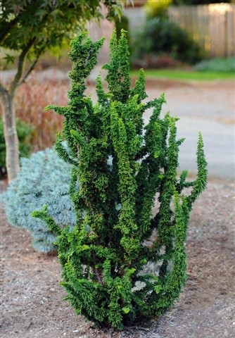 Кипарисовик тупий Chirimen 2 річний, Кипарисовик тупий Чірімен, Chamaecyparis obtusa Сhirimen