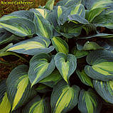 Хоста Catherine (Катерина), фото 6