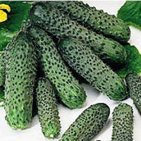 Насіння огірка Пасалімо F1 (500 сем.) Syngenta