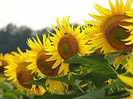 Насіння соняшника