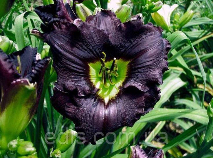 Лілейник Longfields Black Magic