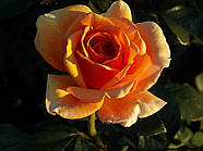 Саджанці троянди "Ашрам", фото 3