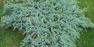 Ялівець лускатий Blue Carpet ( Juniperus squamata Blue Carpet)