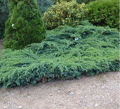 Ялівець лускатий Hunnetorp (Juniperus squamata Hunnetorp)