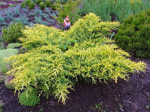 Ялівець середній Голд Стар (Juniperus media Gold Star)