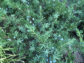 Ялівець прибережний Шлягер (Juniperus conferta Schlager)