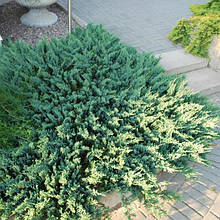 Ялівець горизонтальний Блю Чіп (Juniperus horisontalis Blue Chip)