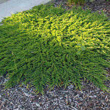 Ялівець горизонтальний Принц Уэльский (Juniperus horizontalis Prince of Wales)