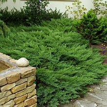 Ялівець козацький Тамарисцифолья (Juniperus sabina Tamariscifolia).