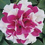 Насіння Петунія махрове багатобарвне Дует F1 Рожеве з білим 50 насіння Pan American