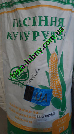 Кукурудза гібрид СОЛОНСЬКИЙ 298 МВ, фото 3