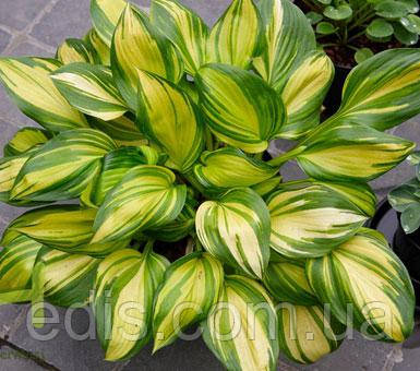 Хоста Rainbow's End ( Рейнбоуз Енд ) кореневище, фото 1