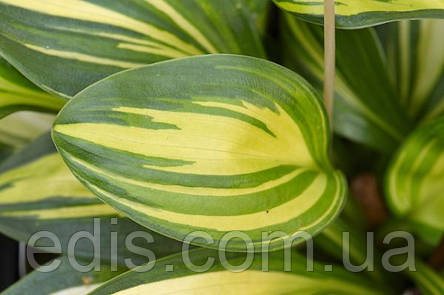 Хоста Rainbow's End ( Рейнбоуз Енд ) кореневище, фото 2