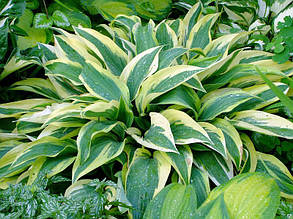 Хоста Lakeside Dragonfly ( Лайксайд Драгонфлай ) кореневище