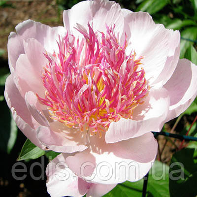 Півонія Do Tell (Ду Телл) кореневище, фото 1