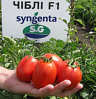 Семена томата Чіблі F1 (2500 нас.) Syngenta