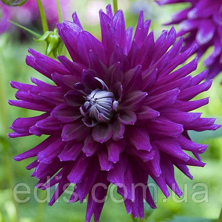 Жоржина Кактусова Purple Gem, фото 1