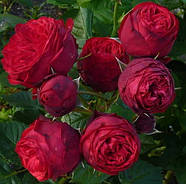 Саджанці троянди " Пиано ", фото 2