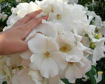 Саджанці троянди "Саллі Холмс"