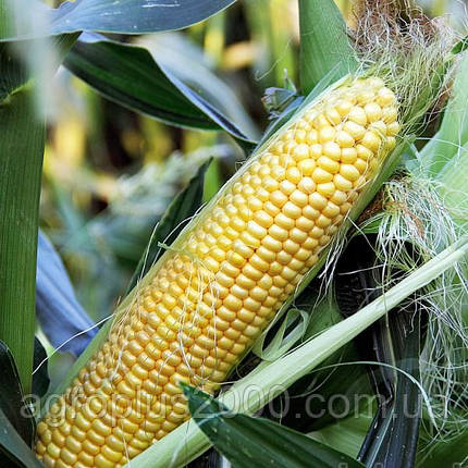 Насіння Кукурудза цукрове суперсолодке LS-779 F1 поштучне 50 насіння Lucky Seed, фото 1