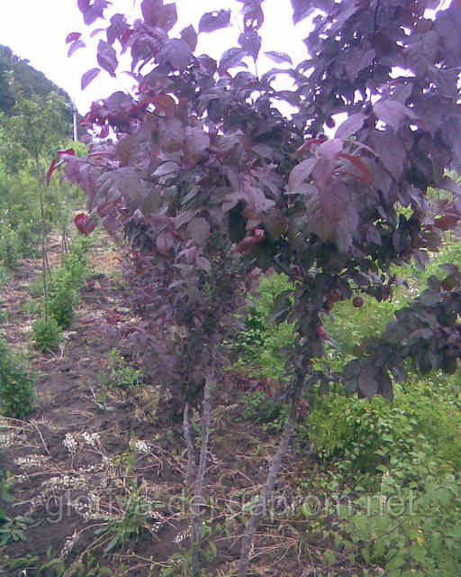 Алича червонолиста, Prunus cerasifera var. pissardii - фото 1 - id-p519207