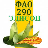 Елісон ФАО 290 (Франція) Насіння кукурудзи