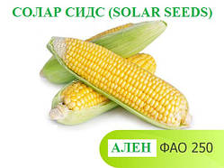 АЛЕН ФАО 250 (Франція) Насіння кукурудзи