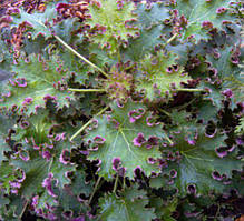 Гейхера Sashay