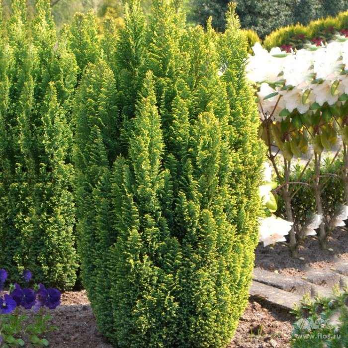 Саджанці Кипарисовика Лавсона Елвуді Голд, 4-х річний (Chamaecyparis lawsoniana Ellwood's Gold) С3