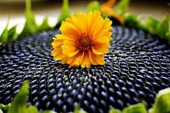 Насіння соняшнику Силует