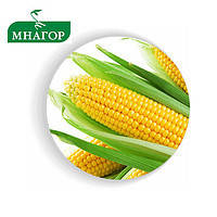 Насіння кукурудзи цукрової Багратіон F1 50 насінин Мнагор, фото 2