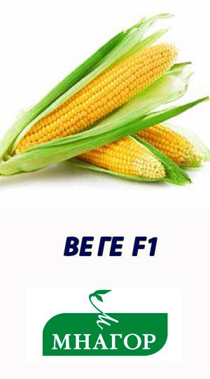 Насіння кукурудзи цукрової Вега-1 F1 50 насінин Мнагор