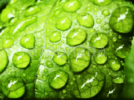 Прилипачі (ПАР)