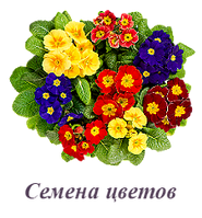 Насіння Квітів
