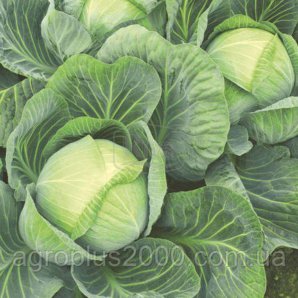 Насіння Капуста білокачанна пізня Галаксі F1 , 500 насінин Seminis, фото 2
