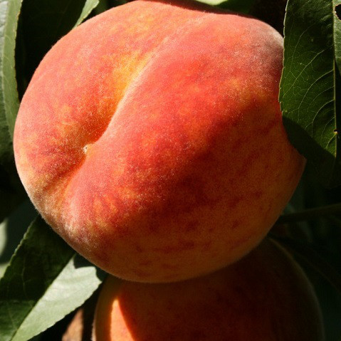 Саджанці Персика Гло Хевен - ранньо-середній, великоплідний, зимостійкий, фото 1