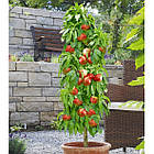 Саджанці Персика колоновидного Роман - раннього терміну, урожайний, морозостійкий, фото 2