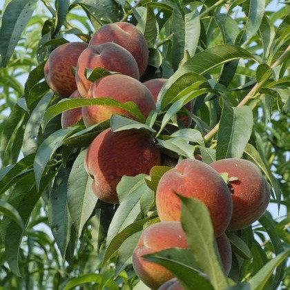 Саджанці Персика Команч - середньо-ранній, великоплідний, урожайний, фото 1