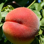 Саджанці Персика Кондор - ранній, великоплідний, урожайний, фото 2
