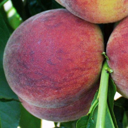 Саджанці Персика Харбінгер - ранній, великоплідний, урожайний, фото 1