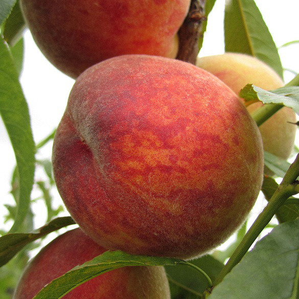 Персик Іван Тупіцин - ранній, великоплідний, урожайний, фото 1