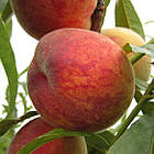 Персик Іван Тупіцин - ранній, великоплідний, урожайний, фото 2