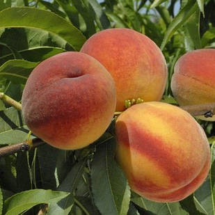Саджанці Персика Горіховий - середній, великоплідний, зимостійкий