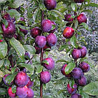 Саджанці Сливи колоновидної Блю Світ - середнього терміну, великоплідна, врожайна., фото 2