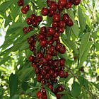 Саджанці Черешні колоновидної Сільвія - середнього терміну, зимостійка, урожайна, фото 2