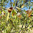 Саджанці Мигдалю Пряний - осінньо-пізнього терміну, великоплідний, морозостійкий, фото 2